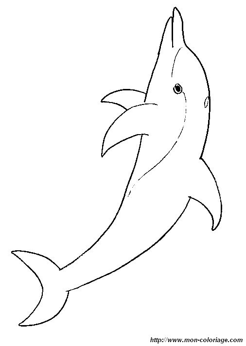 image coloriage-dauphins.jpg