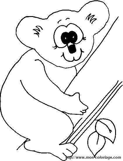 image koala3.jpg