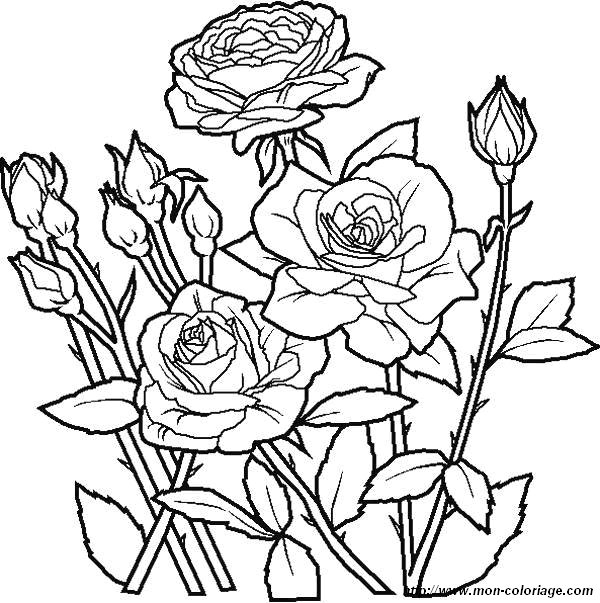 image coloriages-fleur-roses_jpg.jpg