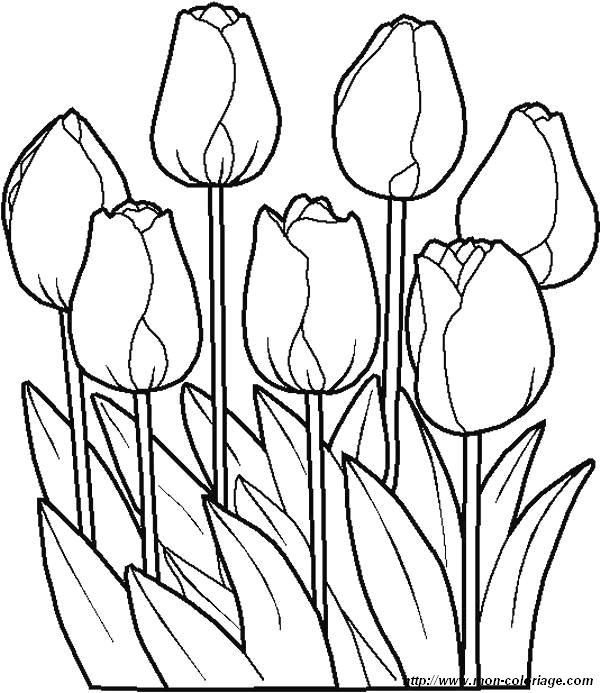 image coloriages-fleur-tulipes_jpg.jpg