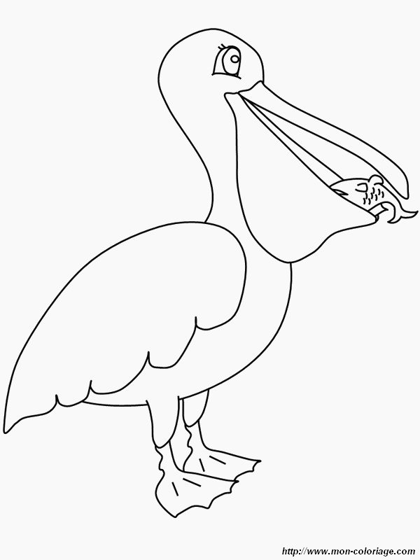 image pelican-qui-mange-son-poisson.jpg