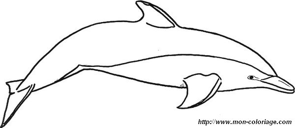 image 005-dauphins.jpg