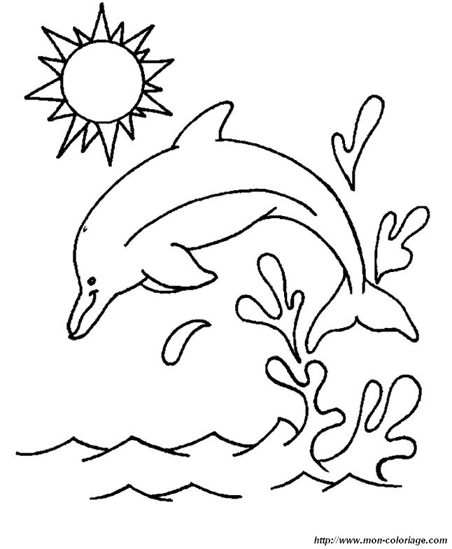 image dauphins-8.jpg