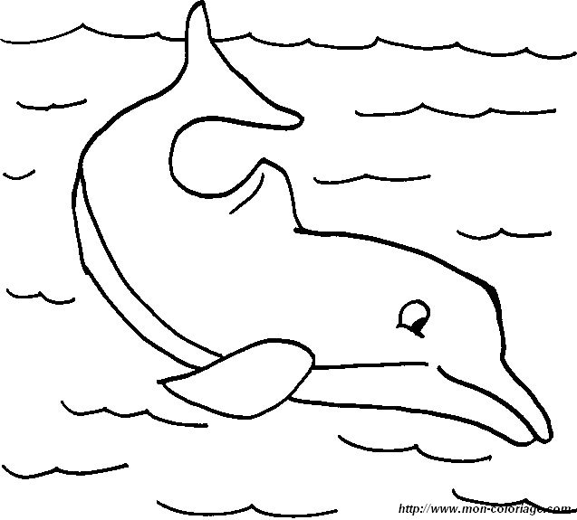 image dauphins.jpg