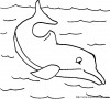 Aller  dauphins_colodauphins1a7_004.jpg