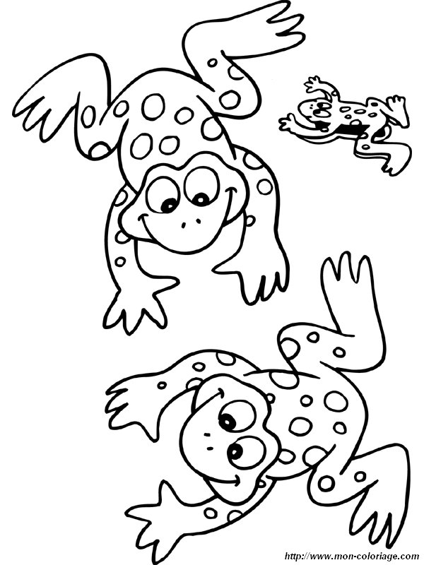 image grenouille-2.jpg