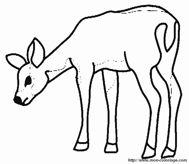 image biche1.jpg