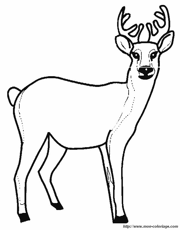 image cerf1.jpg