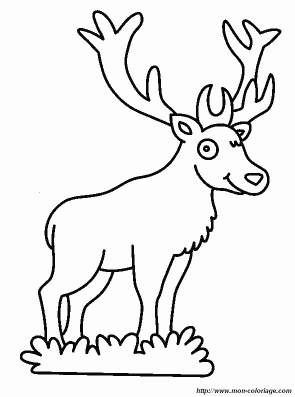 image cerf4.jpg