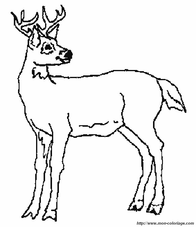 image cerf6.jpg