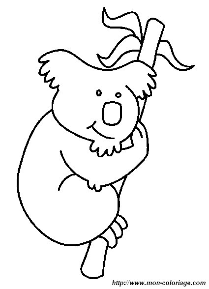 image koala4.jpg