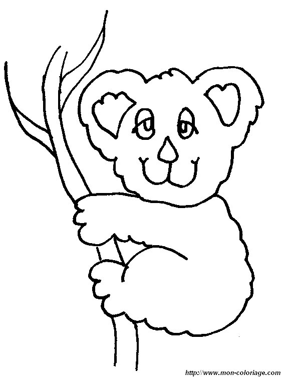 image koala6.jpg