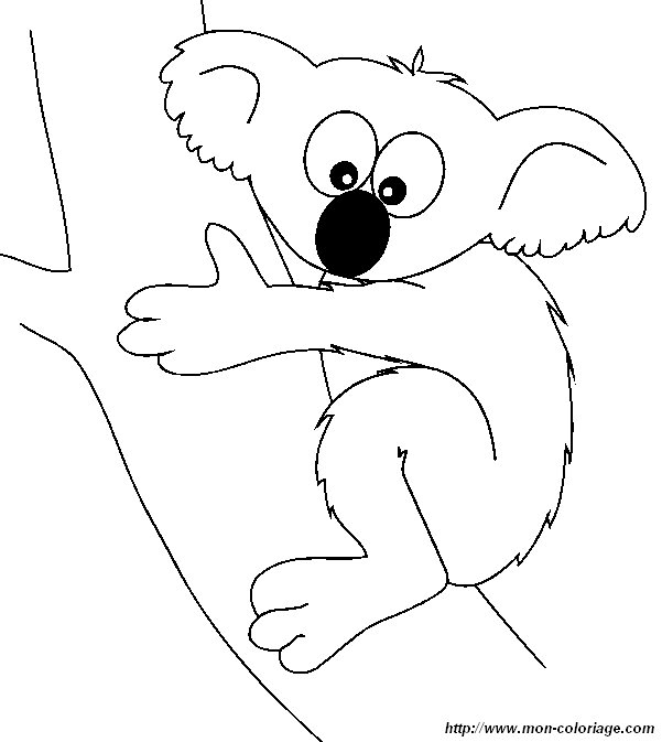 image koala9.jpg