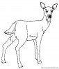 biche3.jpg