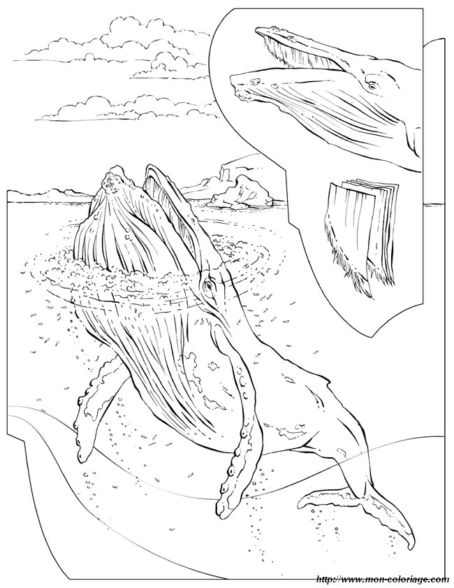 image baleines.jpg
