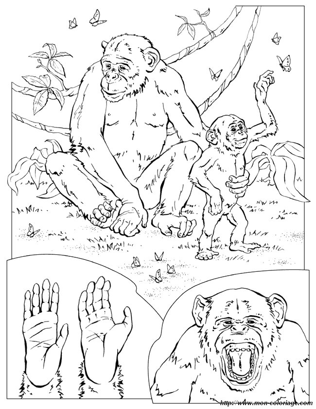image chimpanze.jpg