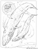 baleine.jpg