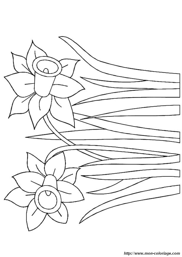 image coloriage-fleur-jonquilles_jpg.jpg