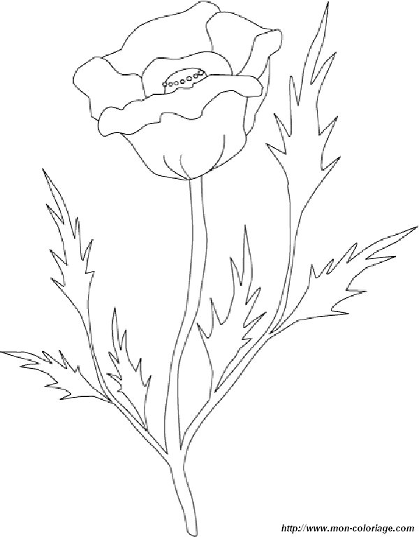 image coloriage-fleur-rose_gif.jpg