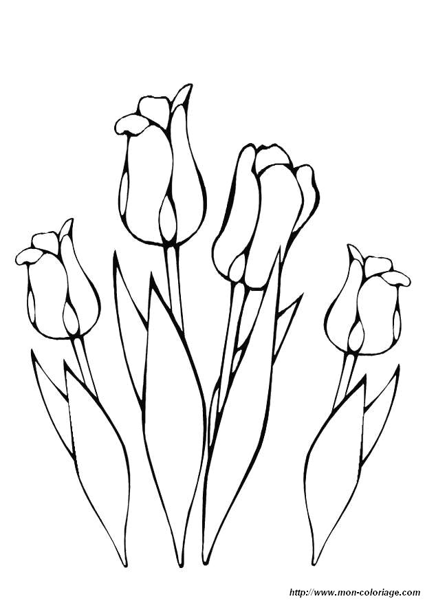 image coloriage-fleur-tulipe_jpg.jpg