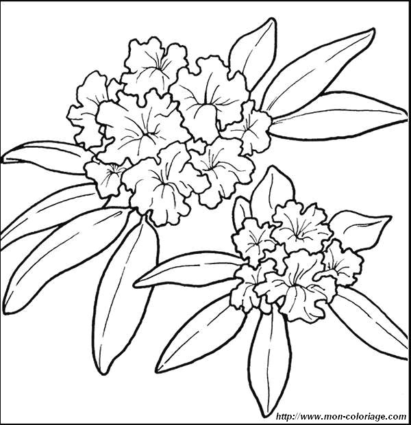 image coloriage-fleurs_jpg.jpg