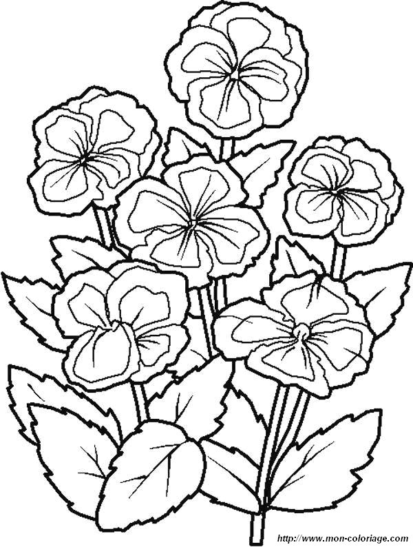 image coloriages-fleur-fleurs_jpg.jpg