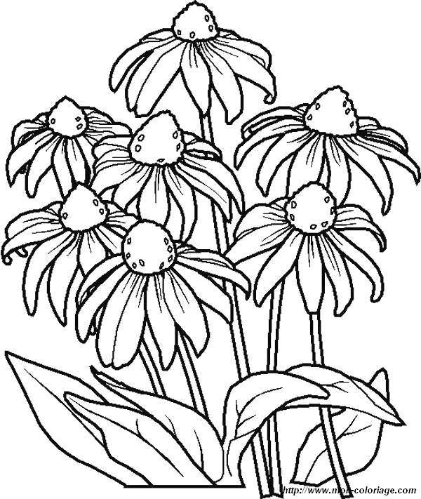 image coloriages-fleur-marguerites_jpg.jpg