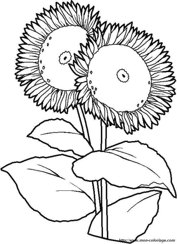 image coloriages-fleur-tournesol_jpg.jpg