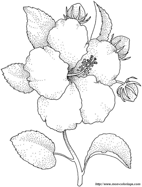 image coloriages-fleurs_jpg.jpg