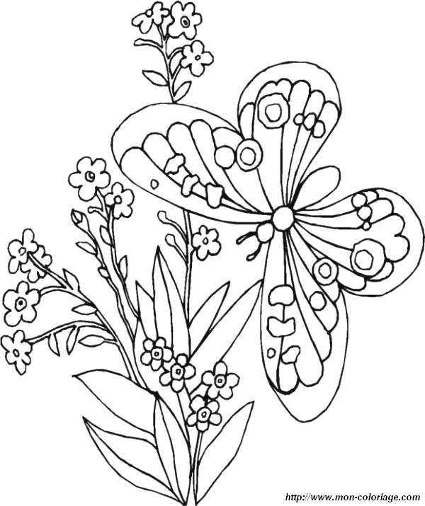 image coloriages-papillon-fleur_jpg.jpg