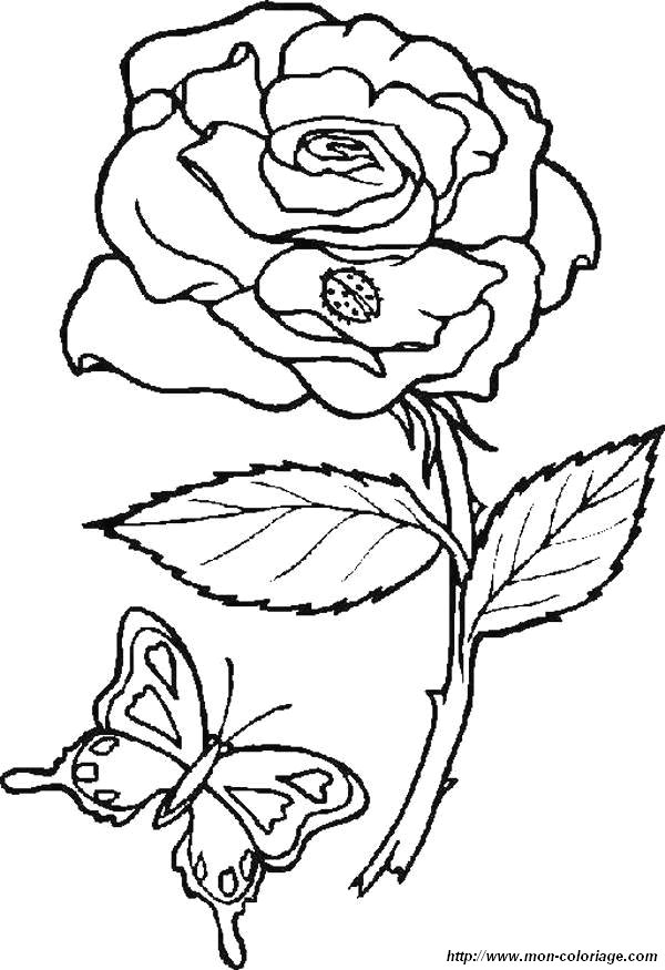 image coloriages-papillons-fleur_jpg.jpg