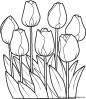 Aller  coloriages-fleur-tulipes_jpg.jpg