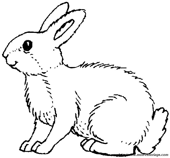 image image_lapin.jpg