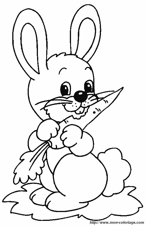 image lapin2.jpg