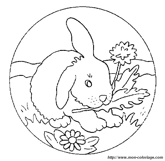 image lapin26.jpg