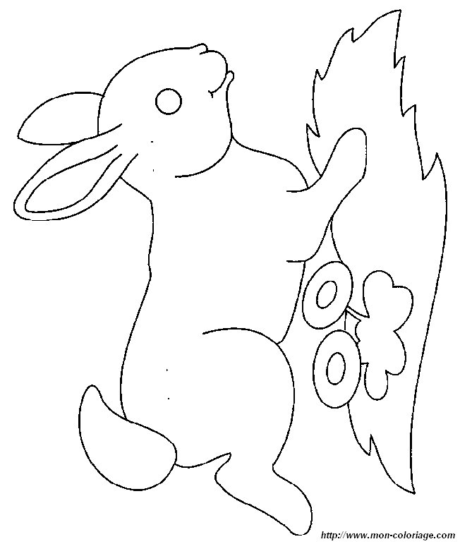 image lapin41.jpg