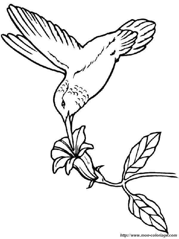 image colibri-plus-petit-oiseau-du-monde.jpg