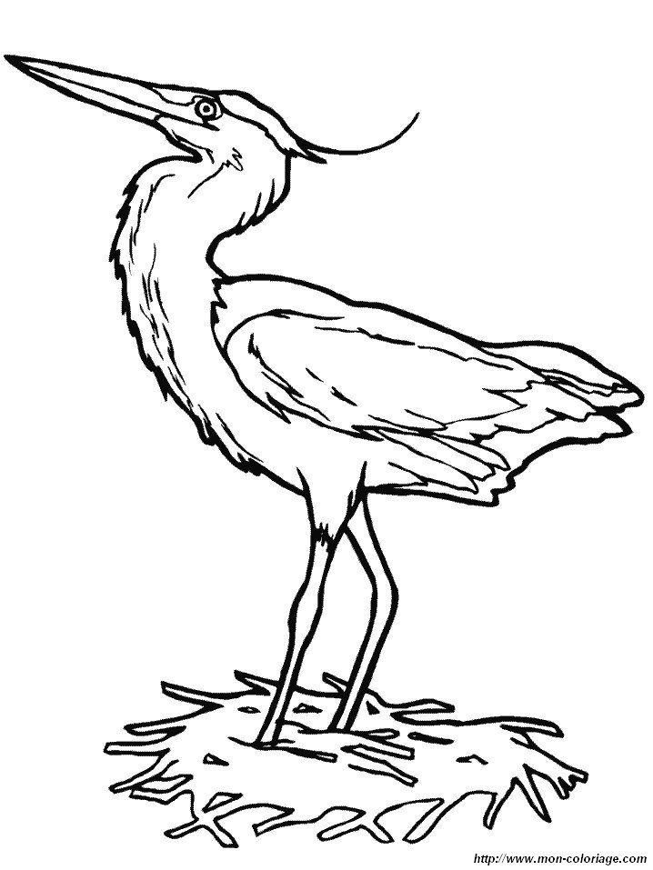 image le-heron-chasseur-de-grenouille.jpg